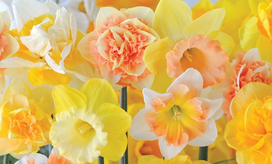 Image 2: 25 or 50 Bulbs of Daffodil Citrus Sorbet