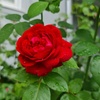 Image 10: Hybrid Tea Rose Collection 