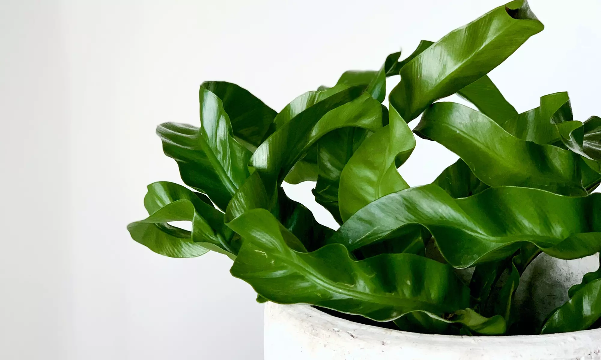 5er-Set Zimmerpflanzen