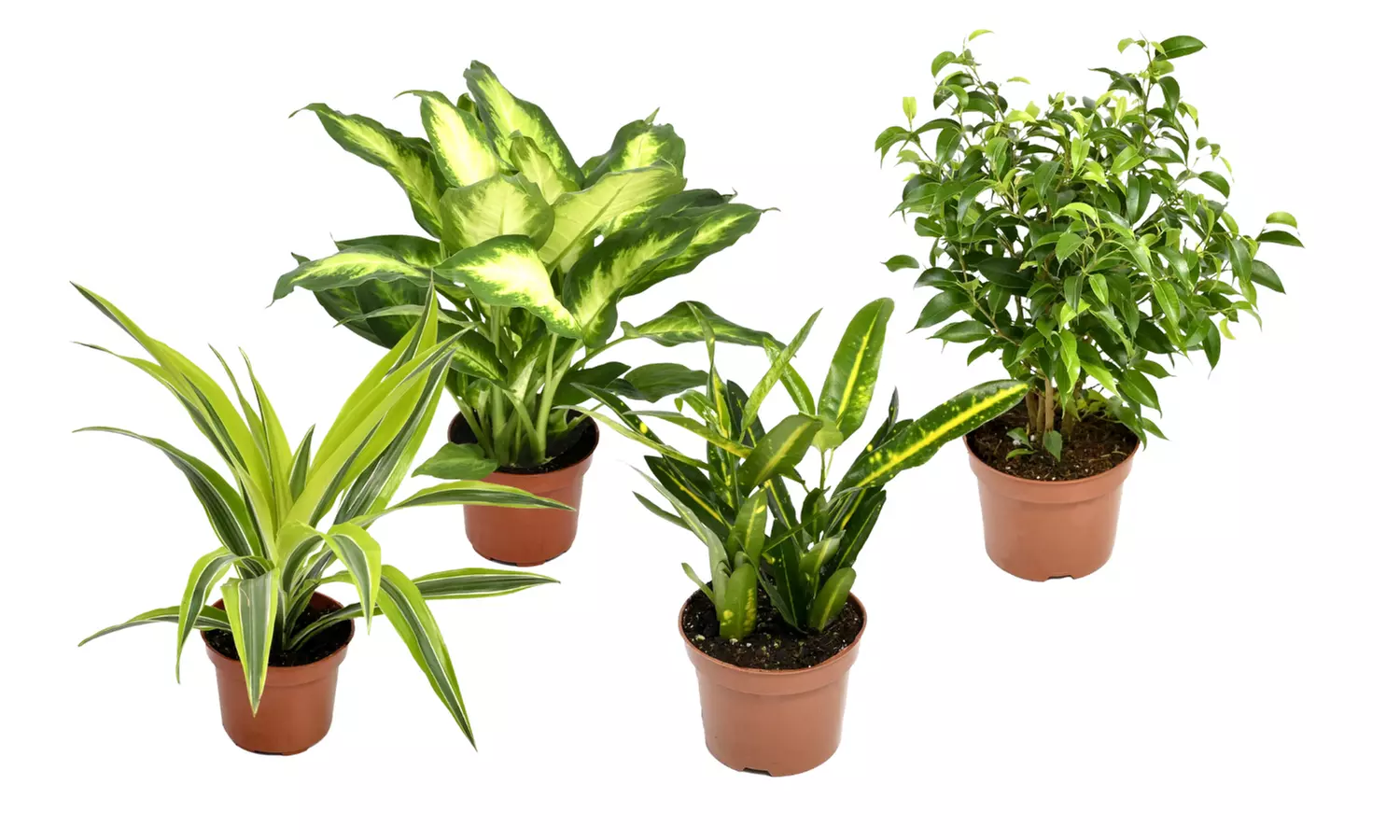 4  plantas de interior