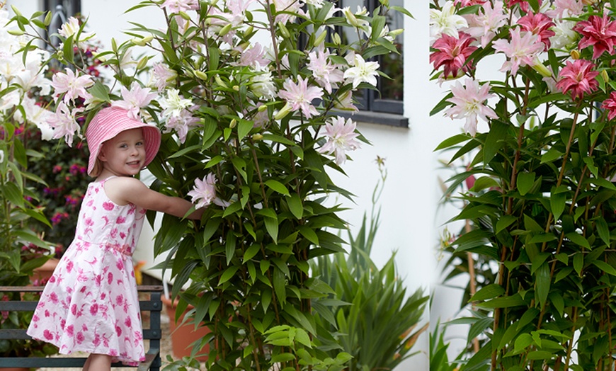 Image 6: Tree Lily Crystal Collection - Three or Nine Plants