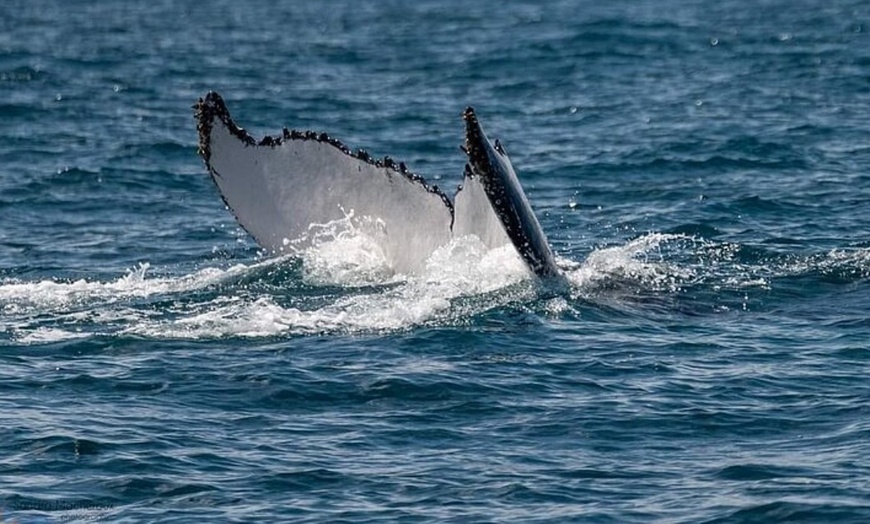 Image 3: 120-Min Noosa Whale / Dolphin Watching Experience for 1 Adult or Child