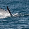 Image 3: 120-Min Noosa Whale / Dolphin Watching Experience for 1 Adult or Child