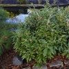 Image 3: Scented ‘Winter Gem’ Sarcococca confusa - Up to 4 Potted Plants