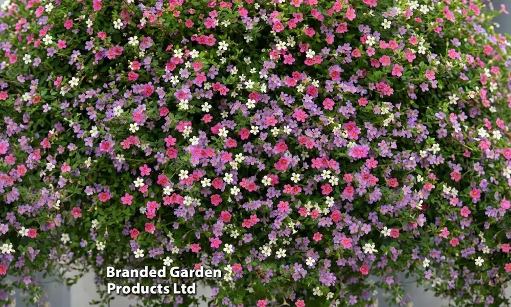 30 or 60 Bacopa 'Topia Mix' Plants - Primary Image