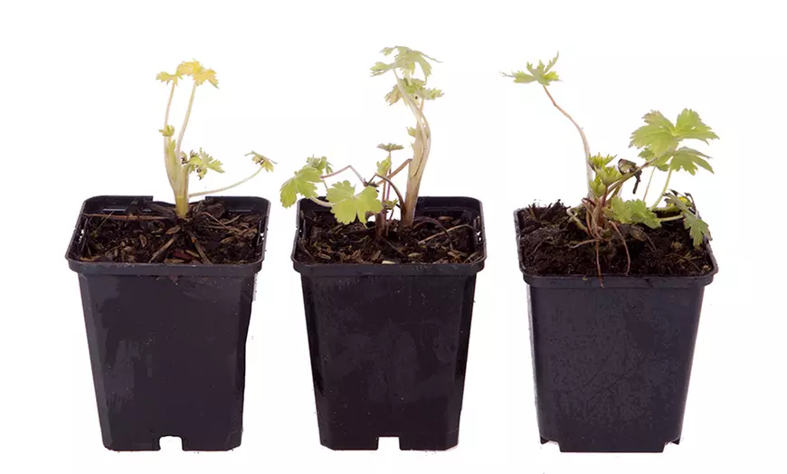 Image 2: Three Delphinium Collection Established Plants