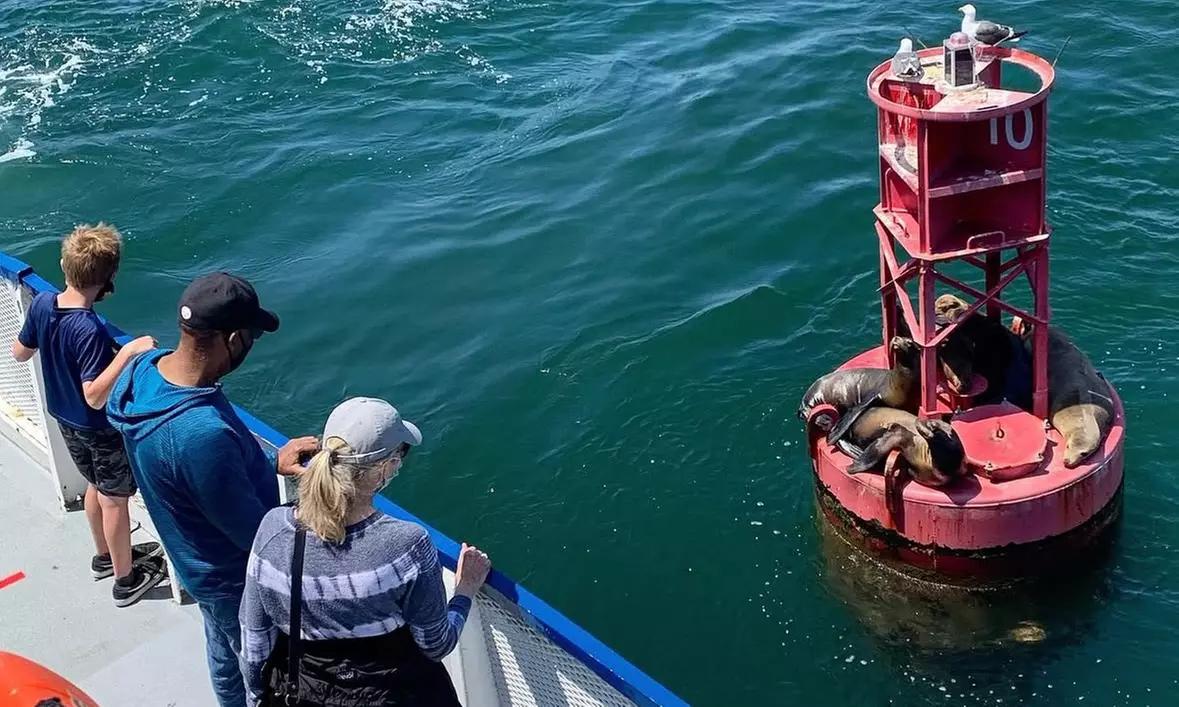 Up to 50% Off Whale Watching and Harbor Tours - Harbor Breeze