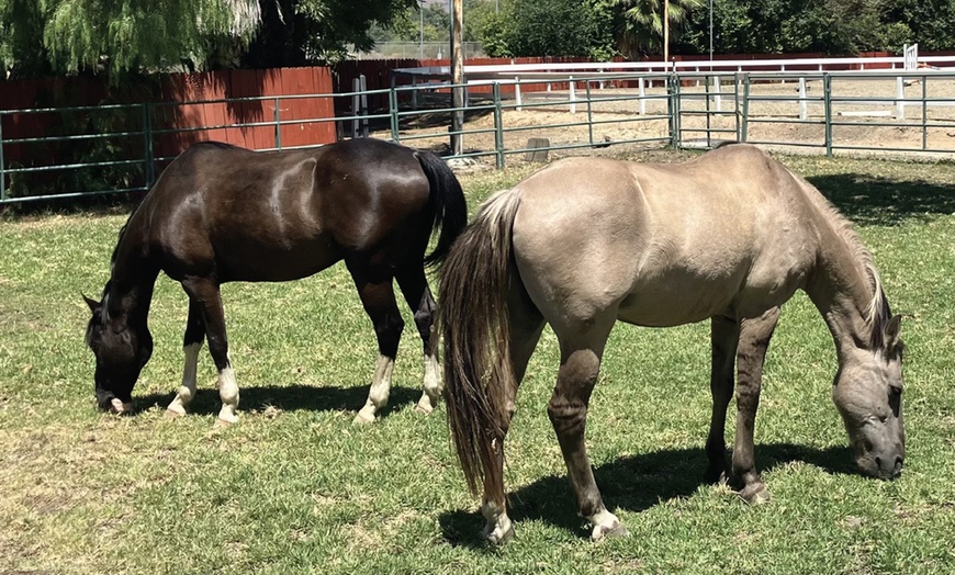 Image 3: Private English Riding Lessons – 45 Minutes