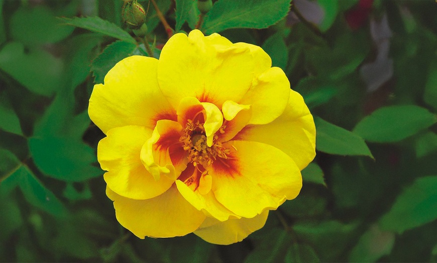 Image 7: Floribunda Rose Pair Collection