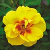 Image 7: Floribunda Rose Pair Collection