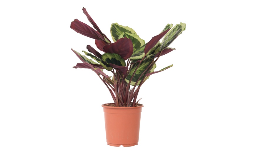 Image 5: Plante "Calathea"