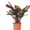 Image 5: Plante "Calathea"