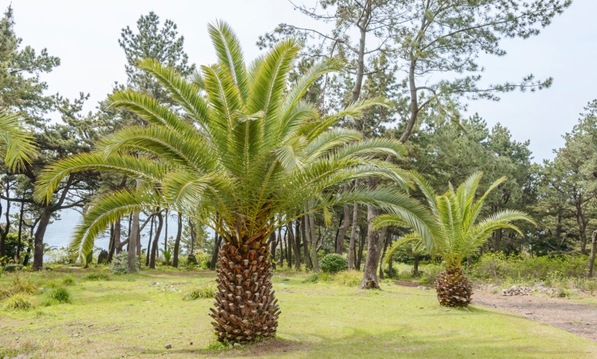 Image 1: Large Phoenix Palm Plant