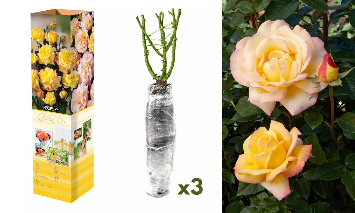 3er- oder 6er-Set Rosen