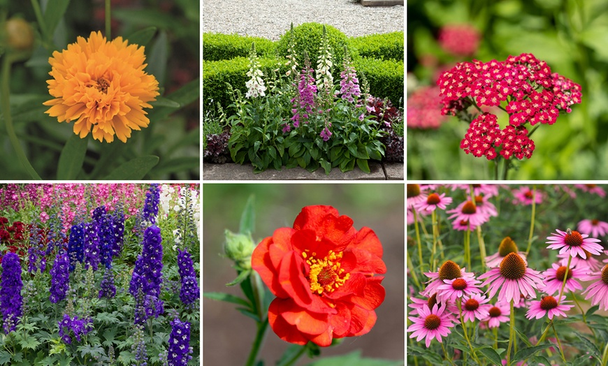 Image 4: Up to 72 Hardy Mixed Perennial Plants