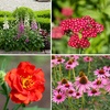 Image 4: Up to 72 Hardy Mixed Perennial Plants