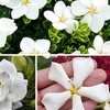 Image 1: Cape Jasmine Flower Collection