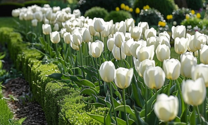 Image 2: 14x oder 21x Tulpen-Blumenzwiebel „Tulipa Northcap“