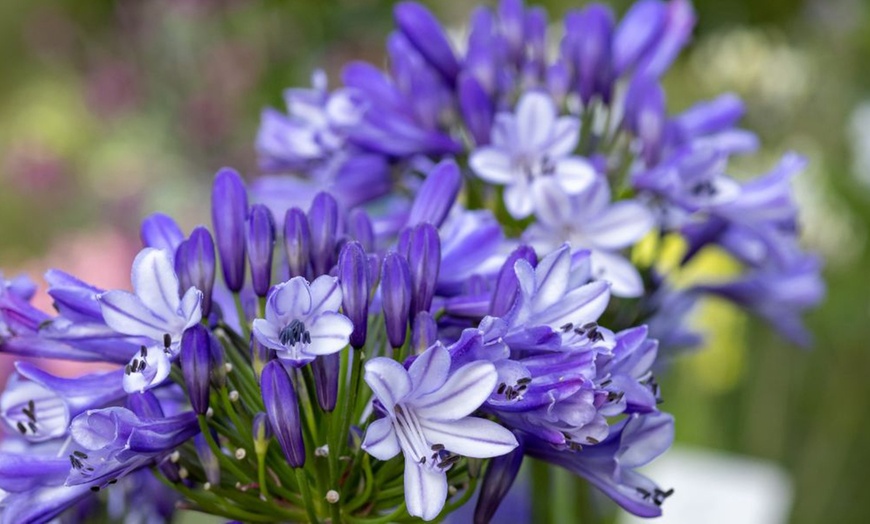 Image 6: Agapanthus Collection - 3 or 6 Potted Plants