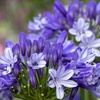 Image 6: Agapanthus Collection - 3 or 6 Potted Plants