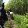 Image 2: Horseback Riding in the Laurentians