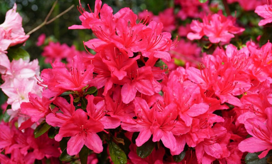 Image 2: One or Three Mixed Azalea Plants