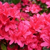 Image 2: One or Three Mixed Azalea Plants