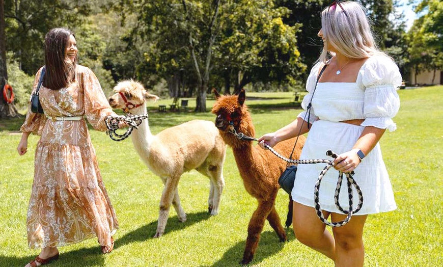 Image 2: Therapeutic Alpaca Visits and Family-Friendly Fun at Mountview Farm