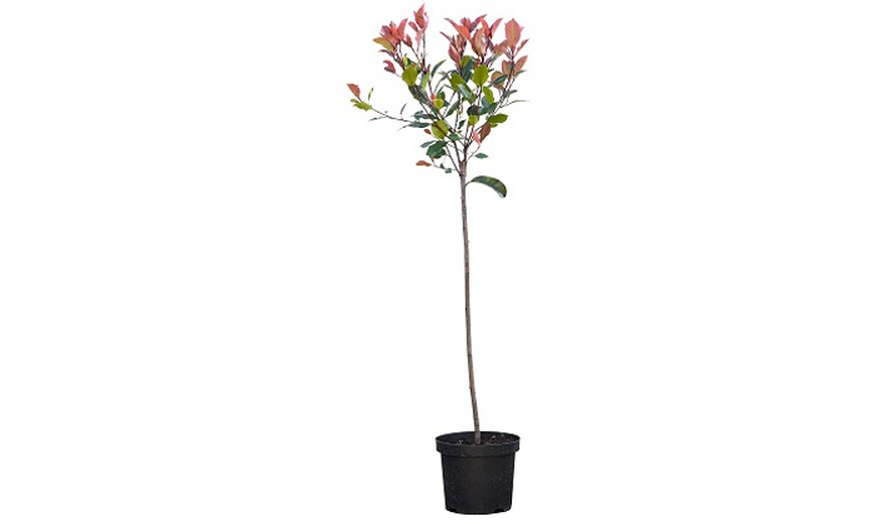 Image 8: 1 or 2 Photinia Red Robin Standard Tree with Patio Planter