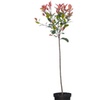 Image 8: 1 or 2 Photinia Red Robin Standard Tree with Patio Planter