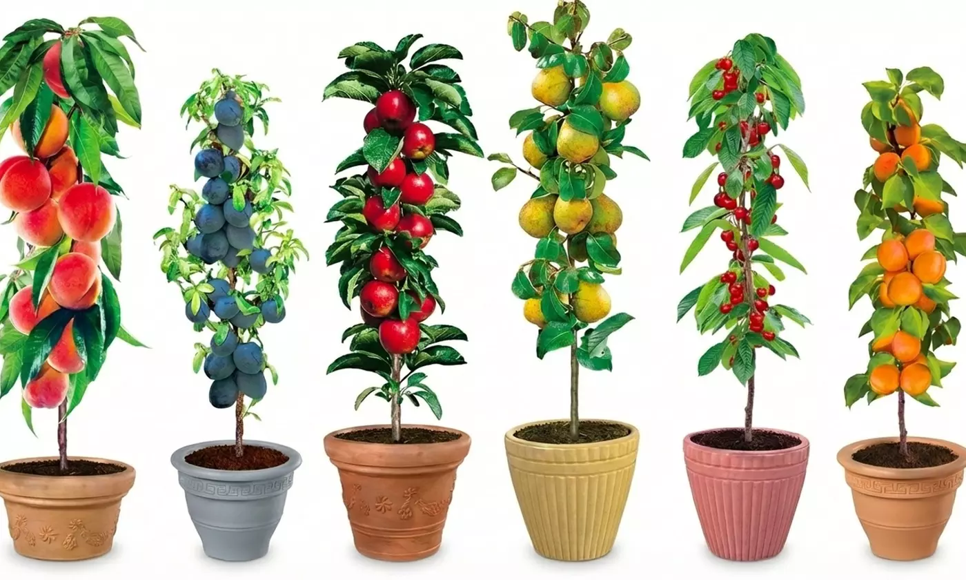 Set di 4, 6, 8 o 12 alberi da frutto a colonna