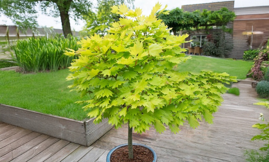 Image 2: YouGarden Acer Trees, Gift Wrapped, Various Foliage Colours