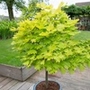 Image 2: YouGarden Acer Trees, Gift Wrapped, Various Foliage Colours