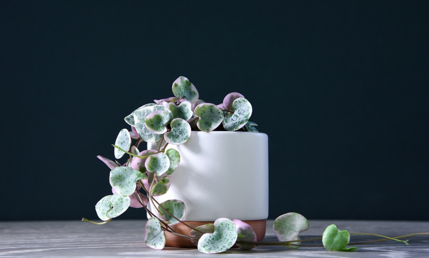 Image 11: Mixed Selection of Hanging Houseplants - Potted Plants