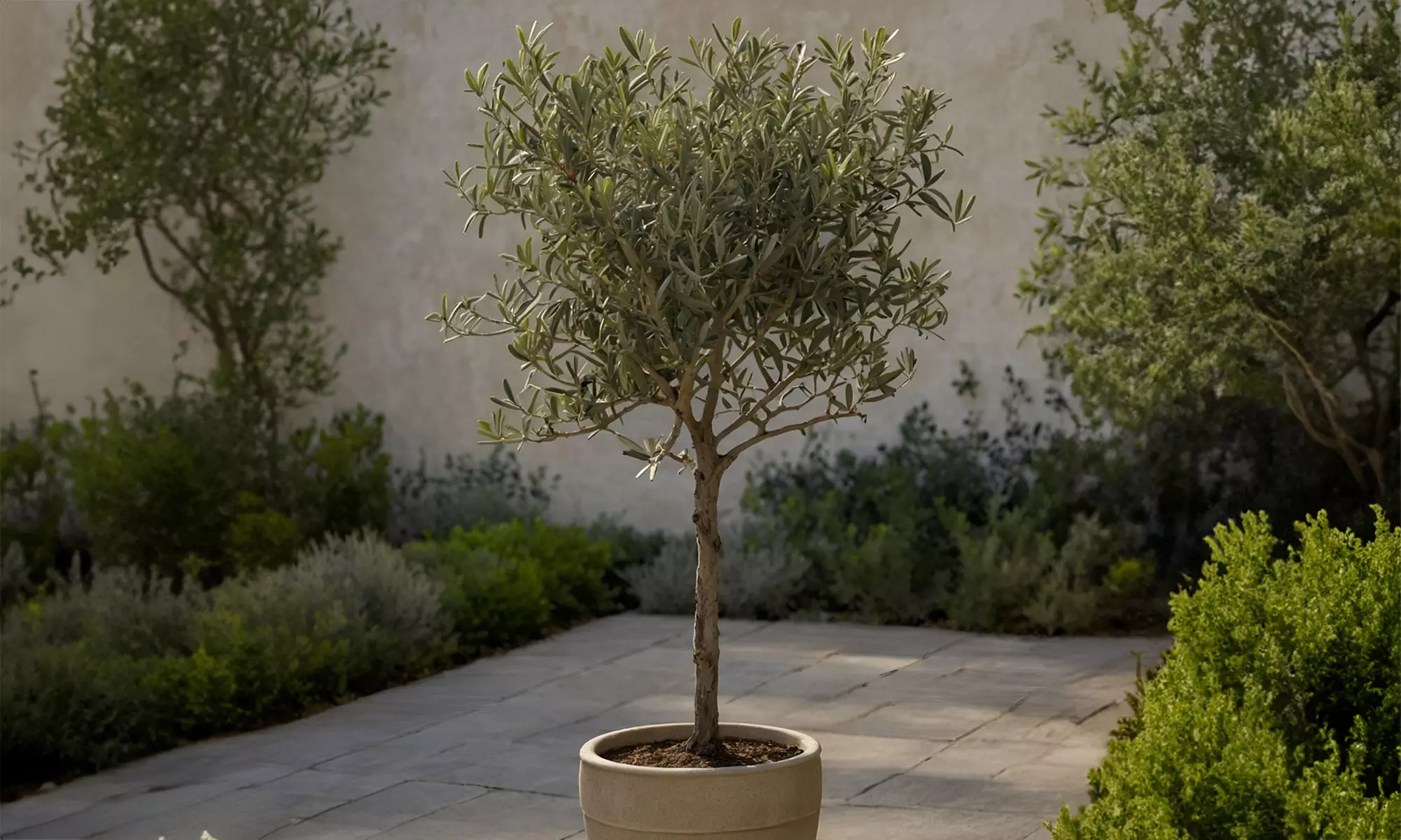 1x oder 2x winterharter Olivenbaum