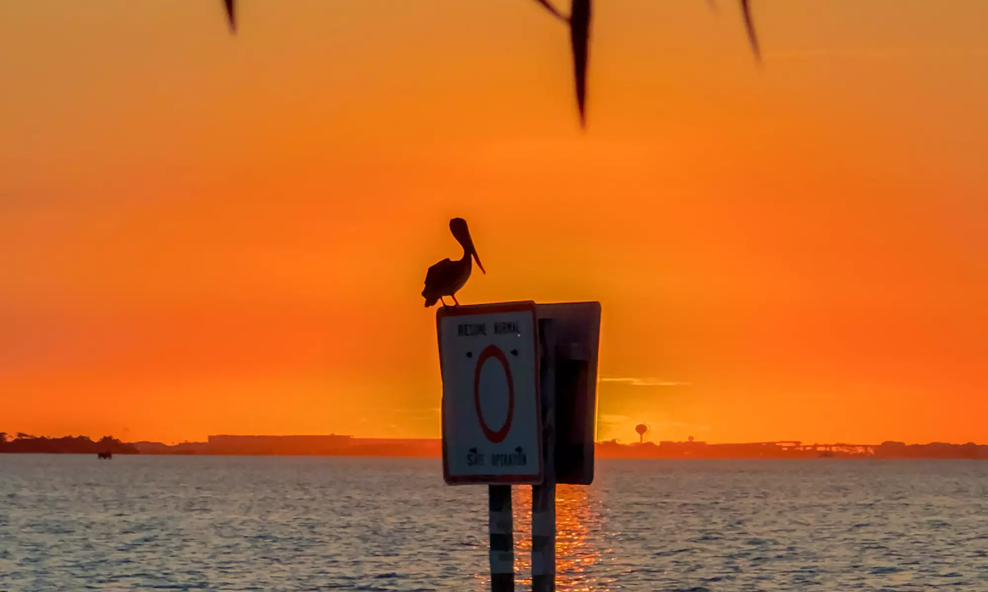 Capture Stunning Photos: Two or Four-Hour Emerald Coast Photo Safari