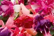 Up to 100 Fuchsia Giant Mixed Collection Plants - Image 3