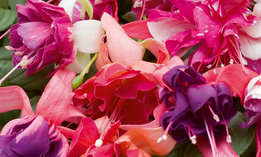 Image 3: Up to 100 Fuchsia Giant Mixed Collection Plants
