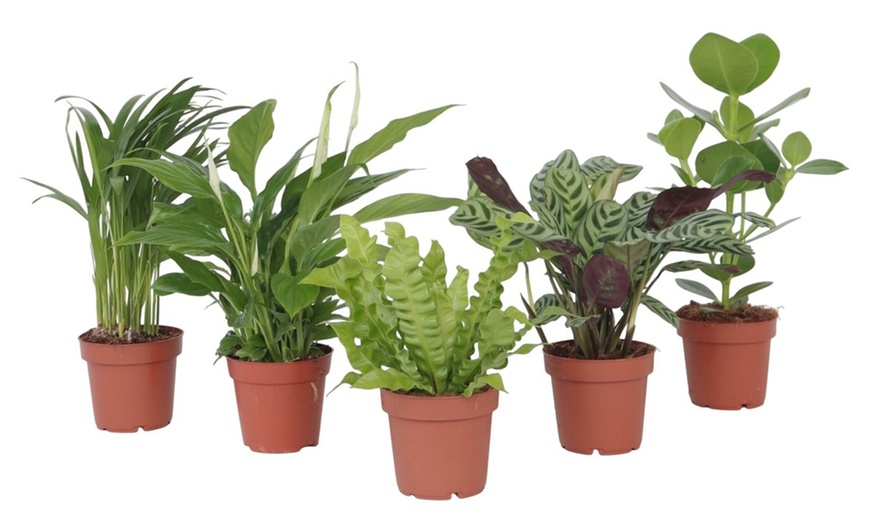 Image 2: Assortiment de 5 plantes purificatrices d'air 25-40 cm