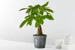 Same-Day Plant Gifts from FTD.com: Unique Plants and Succulents Collection Up to 50% Off - Second Medium