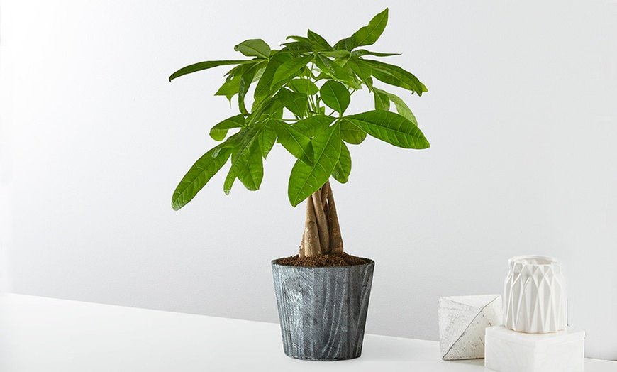 Image 5: Unique Plant Gifts FTD.com Same-Day Delivery Up to 58% Off