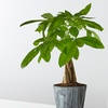 Image 5: Unique Live Plant Gifts FTD.com Same-Day Delivery Up to 55% Off