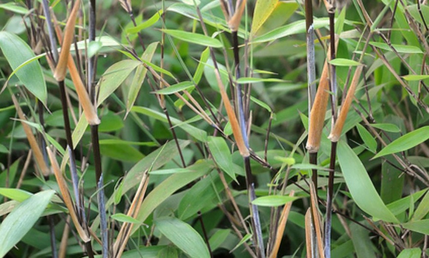 Image 3: Up to Three Bamboo 'Black Dragon' 10cm Potted Plants