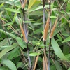 Image 3: Up to Three Bamboo 'Black Dragon' 10cm Potted Plants