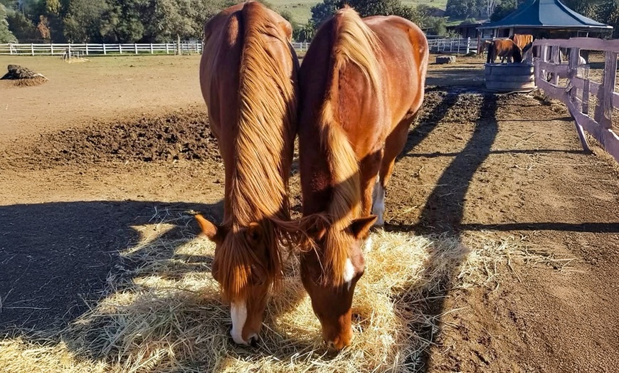 Image 4: Ride on with One or Four Horseback Riding Lessons for One or Two 