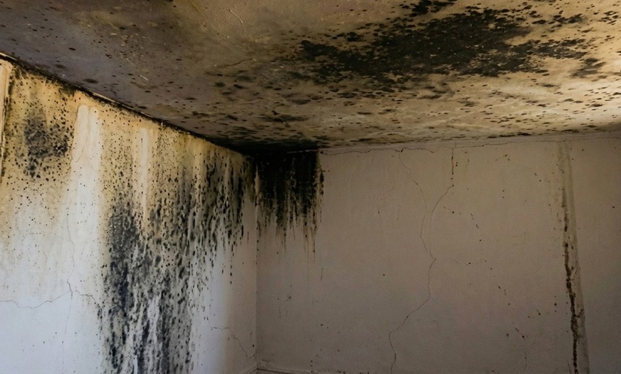 Image 5: Comprehensive Home Wellness Packages: Mold, Air Quality & Dryer Safety