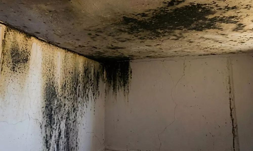 Comprehensive Home Wellness Packages: Mold, Air Quality & Dryer Safety