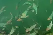 Snorkel Key Largo with Reef Roamer - Afternoon Tours with Gear Included! - Second Medium