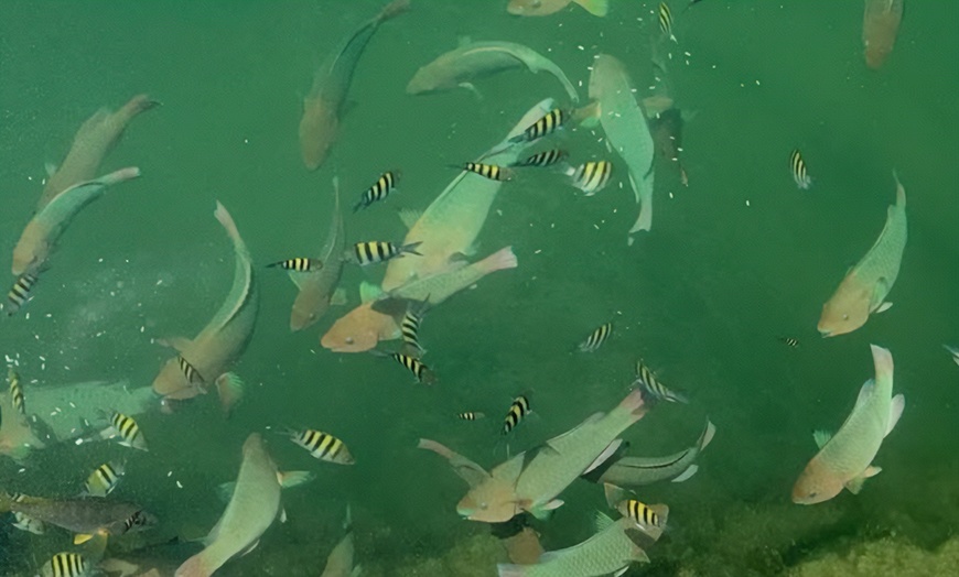 Image 7: Snorkel Key Largo with Reef Roamer - Afternoon Tours with Gear Included!