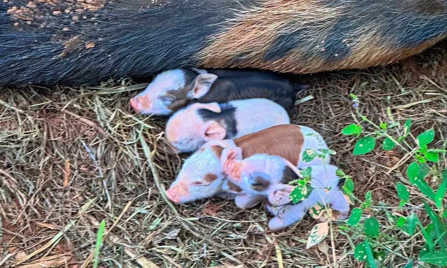 $100/$150 Worth of Farm Goods+Farm-to-Table Cookbook+1 Hr Private Tour